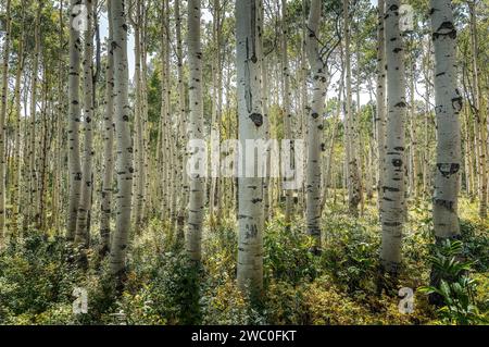 Wald der Aspen-Bäume im Yellowstone-Nationalpark Stockfoto