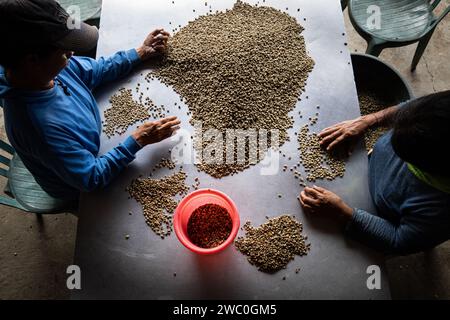 KINTAMANI, BANGLI, 16. JAN 2023: Zwei weibliche Kaffeebauern führen den Prozess der Auswahl von Arabica-Kaffeebohnen durch, die gewaschen wurden Stockfoto