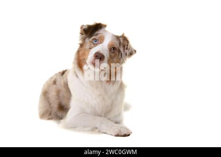 Hübscher australischer Schäferhund, der auf einem weißen Hintergrund liegend aufblickt Stockfoto