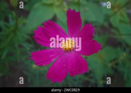 Eine große, hellrosa Kosmos-Blume mit acht Blütenblättern und einer gelben Mitte auf einem unscharfen grünen Hintergrund. Das Foto wurde aus Nahaufnahme aufgenommen, Makro. Stockfoto