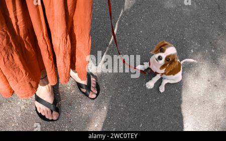 Frau hält mit einer Leine einen einen süßen Hund, der aufblickt - Rasse: Cavalier King Charles Spaniel Welpe Stockfoto