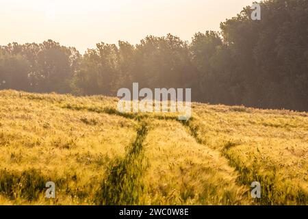 Gerstenfeld im Licht eines nebeligen Frühlingsmorgens Stockfoto
