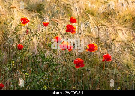 Blumenstrauß Mohnblumen am Rande eines Feldes Stockfoto