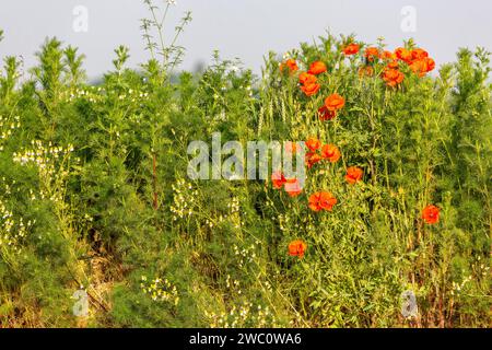 Blumenstrauß Mohnblumen am Rande eines Feldes Stockfoto