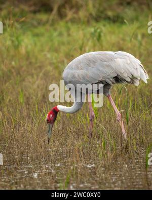 Saruskran oder Grus antigone Nahaufnahme Fütterungsverhalten in natürlichem Grüngrashintergrund während Winterexkursion im Keoladeo Nationalpark bharatpur Stockfoto