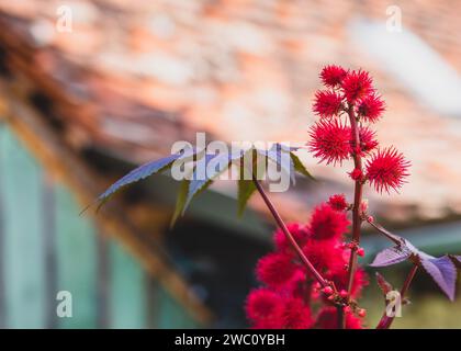 Eine Nahaufnahme der Rizinusölpflanze, Ricinus communis Stockfoto