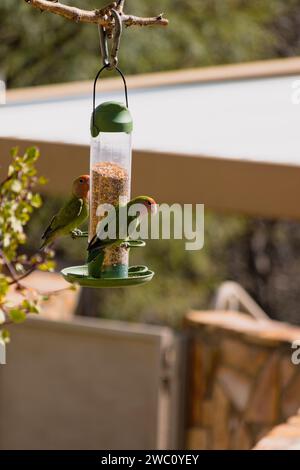 Zwei Papageien essen kostenlos in einem Vogelfutter in einem Garten in Windhoek, Namibia Stockfoto