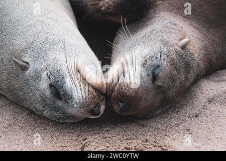 Zwei Kappelzrobben schlafen Nase an Nase am Cape Cross an der Skeleton Coast in Namibia Stockfoto