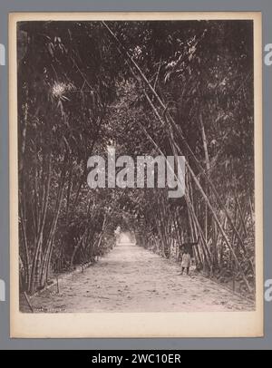 Bamboelaan im Jardin d’Essai du Hamma in Algier, Alexandre Leroux (Fotograf), um 1875 - um 1900 fotomechanischer Druck Algier-Papier. Pappbäume. Waldweg oder Lane Botanischer Garten Stockfoto