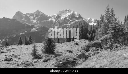 Das Panorama der Berner alpen mit der Jungfrau, dem Mönch und dem Eiger über den almenwiesen. Stockfoto