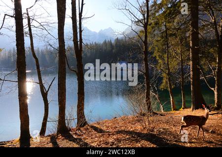 Junge Rehe ängstigten sich im Herbst mitten im Wald am Ufer des Alpensees Stockfoto