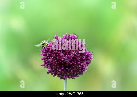 Lauchzwiebeln (Allium atroviolaceum) wachsen in Ablagerungen (trockene Steppe) der nördlichen Schwarzmeerregion und der Krim. Viele Nektarophagen und po Stockfoto