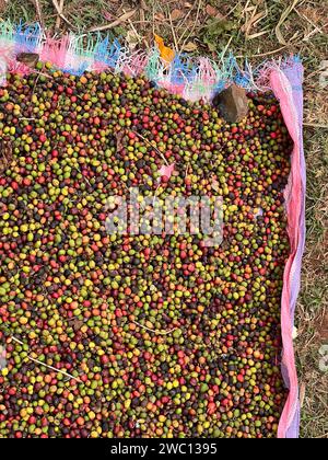 Kaffeekirschen werden in einem Garten auf einer Plastikfolie in der Sonne getrocknet. Dieser Prozess wird als natürlicher Prozess bezeichnet. Gartenkaffee ist ein äthiopischer Tradi Stockfoto