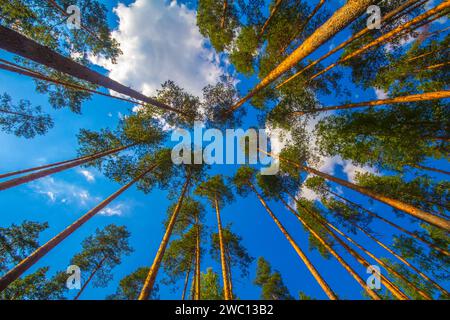 Dicker europäischer Kiefernbaum am Sommernachmittag. Perspektivische Sicht von unten auf die Baumkronen. Scots Pine (Pinus sylvestris). Archan Stockfoto