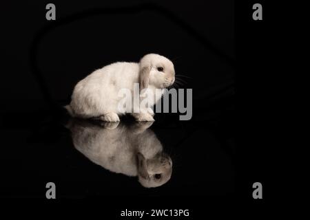 Niedliches weißes Kaninchen, von der Seite gesehen, mit seiner Reflexion auf schwarzem Hintergrund Stockfoto