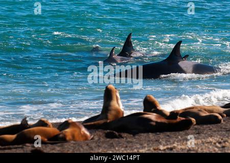 Die Familie Orca jagt Seelöwen an der paragonischen Küste, Patagonien, Argentinien Stockfoto