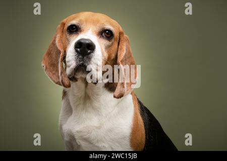 Porträt eines Beagle-Hundes, der die Kamera auf grünem Hintergrund betrachtet Stockfoto