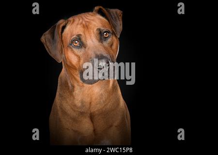 Porträt eines rhodesian ridgeback Hundes auf schwarzem Hintergrund Stockfoto