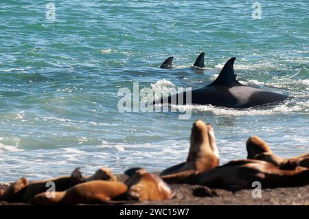 Die Familie Orca jagt Seelöwen an der paragonischen Küste, Patagonien, Argentinien Stockfoto