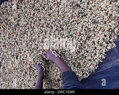 Frauenhände mischen Kaffeekirschen, die im Honig-Prozess in der Region Sidama, Äthiopien, verarbeitet werden. Stockfoto