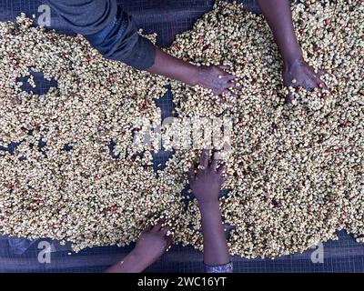 Frauenhände mischen Kaffeekirschen, die im Honig-Prozess in der Region Sidama, Äthiopien, verarbeitet werden. Stockfoto