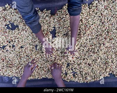 Frauenhände mischen Kaffeekirschen, die im Honig-Prozess in der Region Sidama, Äthiopien, verarbeitet werden. Stockfoto