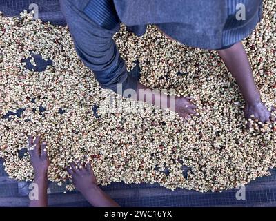 Frauenhände mischen Kaffeekirschen, die im Honig-Prozess in der Region Sidama, Äthiopien, verarbeitet werden. Stockfoto