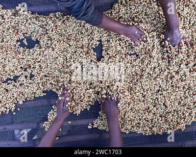 Frauenhände mischen Kaffeekirschen, die im Honig-Prozess in der Region Sidama, Äthiopien, verarbeitet werden. Stockfoto