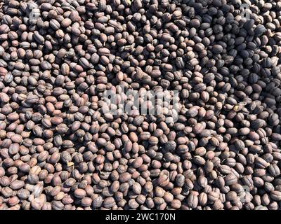 Äthiopischer getrockneter Kaffee, bevor er die Schale abschält, um in der Sonne zu trocknen. Bona Zuria, Äthiopien Stockfoto