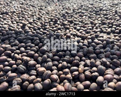 Äthiopischer getrockneter Kaffee, bevor er die Schale abschält, um in der Sonne zu trocknen. Bona Zuria, Äthiopien Stockfoto