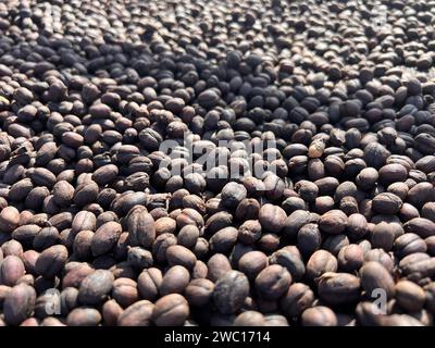 Äthiopischer getrockneter Kaffee, bevor er die Schale abschält, um in der Sonne zu trocknen. Bona Zuria, Äthiopien Stockfoto