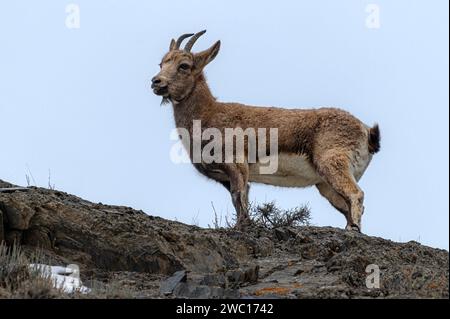 Der Himalaya-Steinbock (Capra Ibex sibirica), eine große und stark gebaute Bergziege, ist der zahlreichste wilde Huftier in Pakistan. Stockfoto