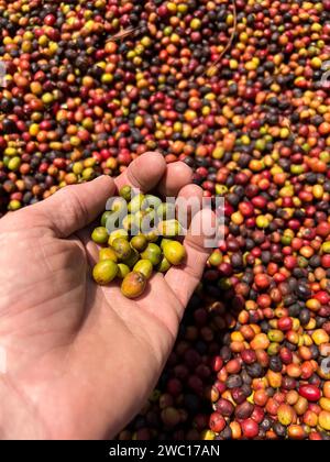 Hände, die Kaffeekirschen zeigen, die im Honig-Prozess in der Region Sidama, Äthiopien, verarbeitet werden Stockfoto