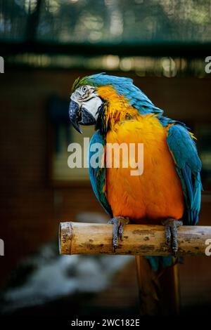 Blau-gelber Ara Papagei sitzt auf einem Holzstock in Nahaufnahme Stockfoto