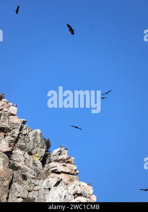 Monfrague Nationalpark, Extremadura, Spanien. Zahlreiche gefährdete Raubvögel geschützt im Bergpark. Geier, Kaiseradler, Königlicher Adler. Stockfoto