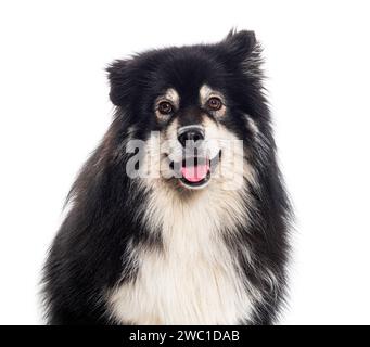 Finnischer Lapphund, isoliert auf weiß Stockfoto