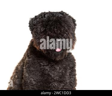 Bouvier des Flandres, isoliert auf weiß Stockfoto