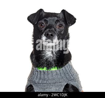 Mischling Dog trägt ein graues und grünes Wollhemd, isoliert auf weiß Stockfoto