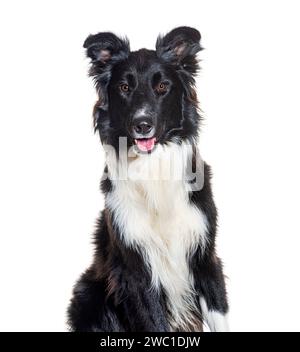 Kopfaufnahme von schwarz-weiß-Border Collie, isoliert auf weiß Stockfoto