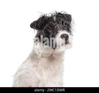 Kopfschuss eines schmutzigen Parson Russell Terrier, der wegschaut, isoliert auf Witz Stockfoto