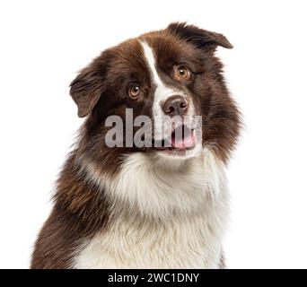 Nahaufnahme Porträt von Border Collie, isoliert auf weiß Stockfoto