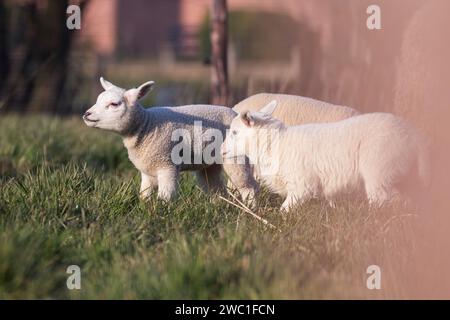 Ein Porträt von ein paar weißen Lämmern, die auf einem Grasfeld oder auf einer Wiese stehen und sich umsehen. Die süßen jungen Säugetiere genießen die Sonne im Frühling Stockfoto