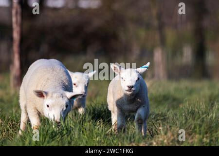 Ein niedliches Tierporträt von ein paar kleinen weißen Lämmern, die an einem sonnigen Frühlingstag spielerisch auf einem Grasfeld oder einer Wiese herumlaufen. Die jungen Säugetiere Stockfoto