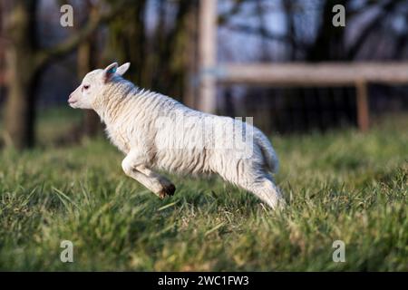 Ein niedliches Tierporträt eines kleinen weißen Lammes, das auf seinen Hinterbeinen steht, weil es gerade anfangen wird, zum Spaß zu laufen. Das junge Säugetier ist in einem g Stockfoto