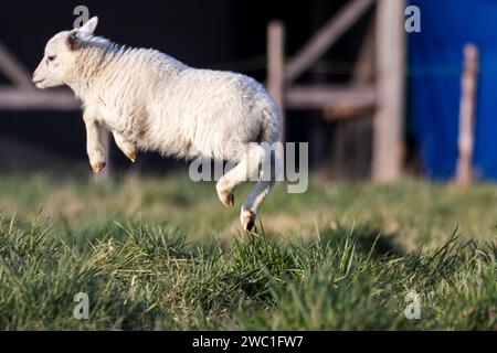 Ein niedliches Tierporträt eines kleinen weißen Lammes, das an einem sonnigen Frühlingstag auf einem Wiesen oder auf einem Wiese auf- und abspringt. Das junge Säugetier genießt sich selbst. Stockfoto