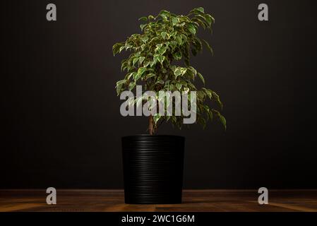 Schöne üppige Zimmerpflanze Ficus benjamina, allgemein bekannt als Trauerfeige, benjamin-Feige oder Ficus-Baum wächst in modernen schwarzen Wohnräumen. Stockfoto
