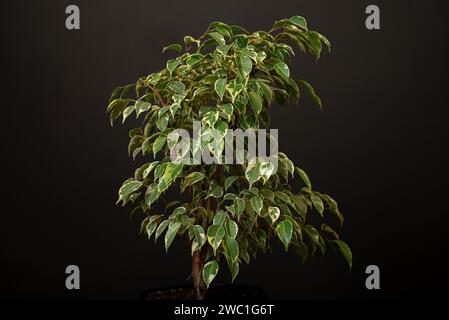 Schöne üppige Zimmerpflanze Ficus benjamina, allgemein bekannt als Trauerfeige, benjamin-Feige oder Ficus-Baum wächst in modernen schwarzen Wohnräumen. Stockfoto