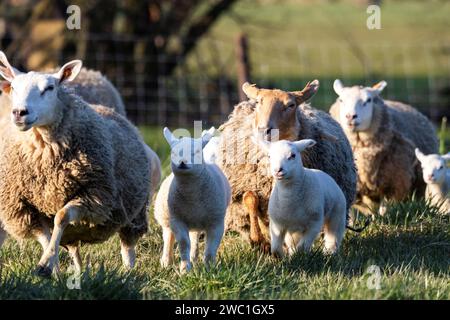 Ein niedliches Tierporträt einer Herde erwachsener Schafe und kleiner Lämmer, die während eines sonnigen spr auf einem Grasfeld oder einer Wiese herumlaufen, spielen und herumspringen Stockfoto