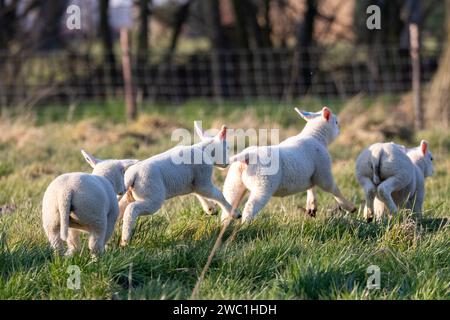 Ein niedliches Porträt von mehreren kleinen Lämmern, die im Frühling auf einem Grasfeld oder einer Wiese herumlaufen und herumspringen. Die jungen Schafe spielen mit eac Stockfoto