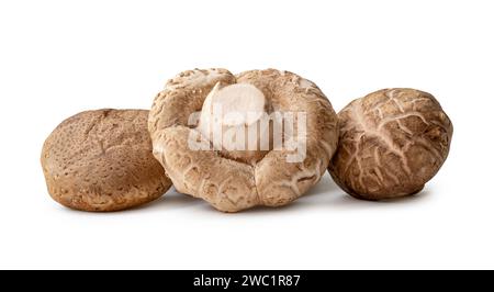 Frische und trockene Shiitake-Pilze im Stapel oder Stapel werden auf weißem Hintergrund mit Beschneidungspfad isoliert. Stockfoto